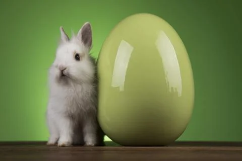 Rabbit, Bunny and easter egg Stock Photos