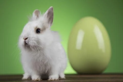 Rabbit, Bunny and easter egg Stock Photos