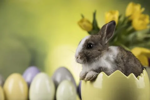 Rabbit, Bunny and easter eggs Fotos de archivo