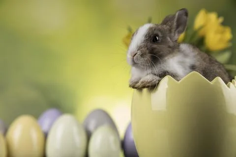 Rabbit, Bunny and easter eggs Stock Photos
