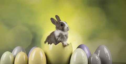 Rabbit, Bunny and easter eggs Fotos de archivo