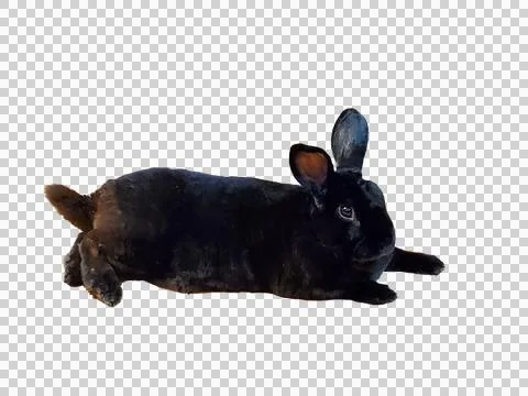 Rabbit Bunny Easter Cute Pet Mammal Playboy Paws Resting Lounging Loaf Pose Stock Photos