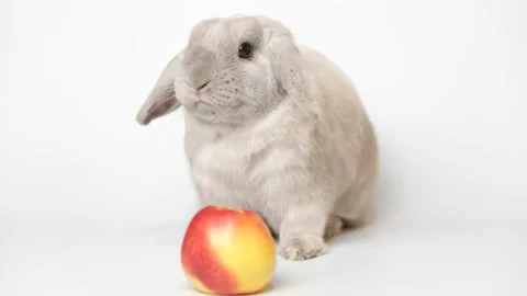 Rabbit bunny eats an apple on a white background, focus on rabbit. Stock Footage 236844638