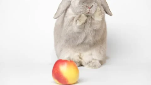 Rabbit bunny eats an apple on a white background, focus on rabbit. Stock Footage 236845049