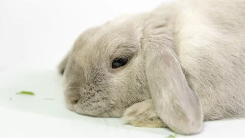 The rabbit bunny lies on a white background, resting Stock Footage 236846256