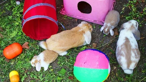 Rabbit bunny playground rabbits pets playing together cute animals. Animal toys Stock Footage 102235221