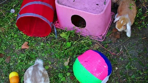 Rabbit bunny playground rabbits pets playing together cute animals. Animal toys Stock Footage 102235281