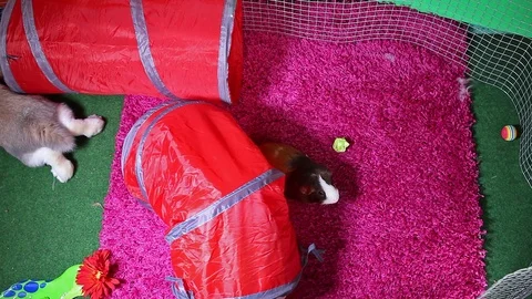 Rabbit bunny playground rabbits pets playing together cute animals. Animal toys Stock Footage 102237293