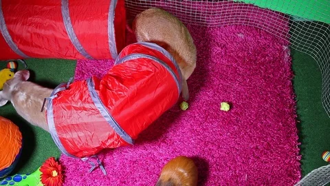 Rabbit bunny playground rabbits pets playing together cute animals. Animal toys Stock Footage 102237359