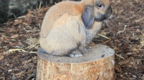 Rabbit bunny sitting and having a snack Stock Footage 53485755