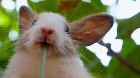 The rabbit bunny is sitting on the wood. Funny bunny eating grass Stock Footage 254908892