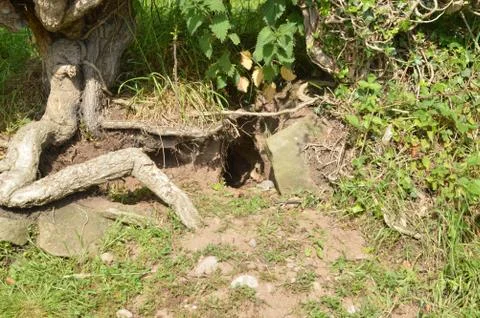 Rabbit Burrow Stock Photos