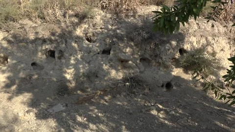 Rabbit burrows in almond orchard - 446 Stock Footage 311019599