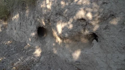 Rabbit burrows in dry rural landscape - 460 Stock Footage 311019616