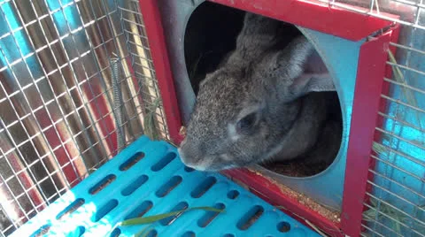 Rabbit in the cage (1) Stock Footage 22677735