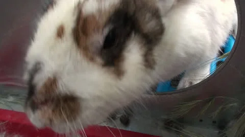 Rabbit in the cage (2) Vidéo 22677607