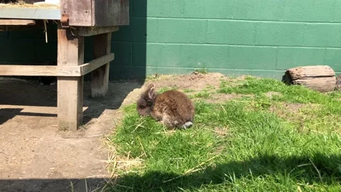 RABBIT IN CAGE 2 Stock Footage 135020066