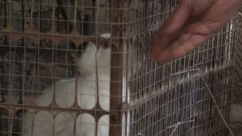 The rabbit in the cage 3 Video stock 316721974