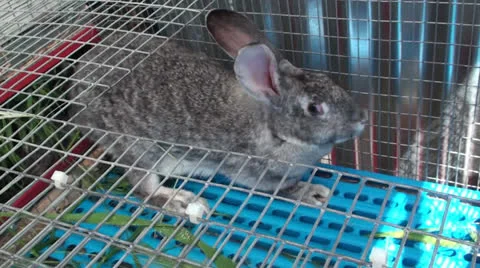 Rabbit in the cage (4) Видео 22678691