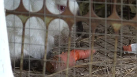 The rabbit in the cage 4 Stock Footage 316722266
