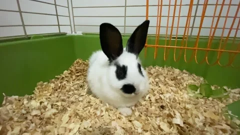 Rabbit in the cage 4k video Stock Footage 142653169