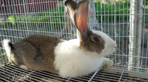 Rabbit in the cage (5) Stockbeeldmateriaal 26823527