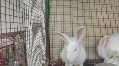 Rabbit in cage, and a small rabbit is also there feeding the cabbage. Stock Footage 306654753