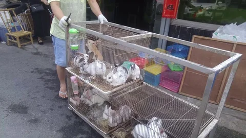 A rabbit in a cage and sold as a pet Stock Footage 89705213