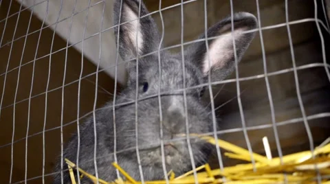 Rabbit in a cage breathing Stock Footage 60120690