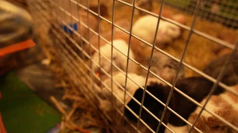 Rabbit in cage concept, rabbit feeding carrot on night background Stock Footage 238774260