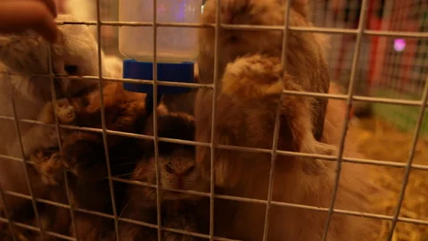 Rabbit in cage concept, rabbit feeding carrot on night background Stockbeeldmateriaal 238775943