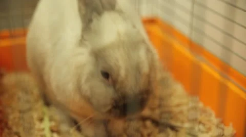 Rabbit in a cage eating carrots Stock Footage 64896718