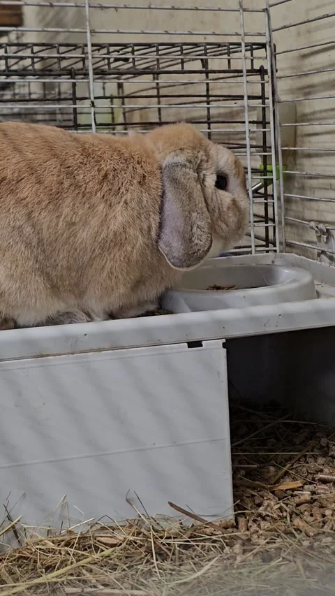 Rabbit in a cage eats food Video stock 330911057