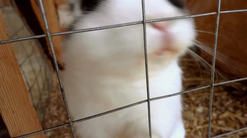 Rabbit in a cage on the farm Stock Footage 106865575