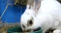 Rabbit in cage HD Footage