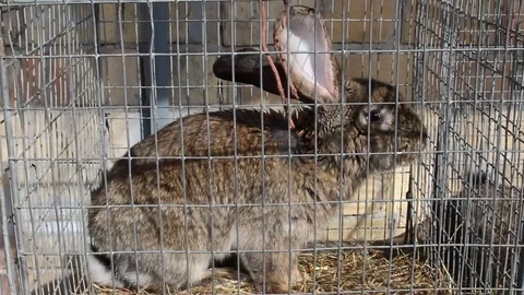 A rabbit in a cage Stock-Footage 73151473