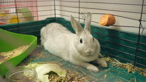 Rabbit in a cage Stock Footage 102248803