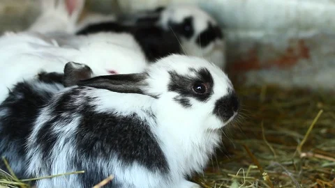 Rabbit in a cage Stock Footage 127244833