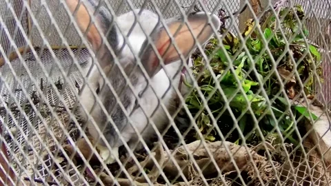 Rabbit in the cage Stock Footage 167799388