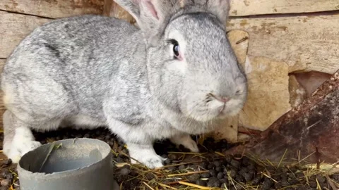 Rabbit in a cage Stock Footage 171593979