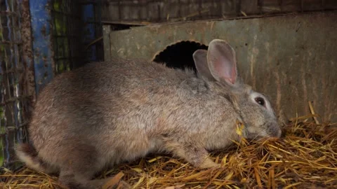 Rabbit in a cage Stock Footage 198057548