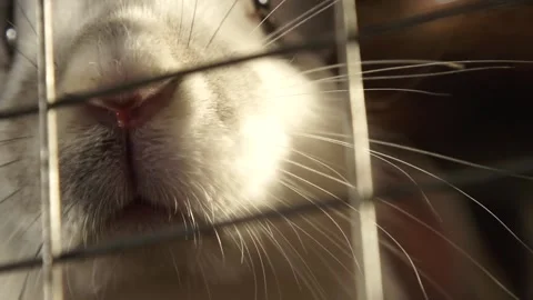 Rabbit in a cage Stock Footage 265072491