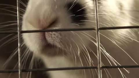 Rabbit in a cage Stock Footage 265072514