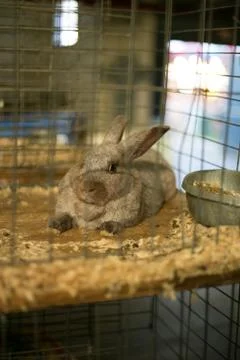 Rabbit cage hay Stock Photos