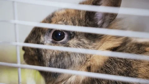 Rabbit in a cage at home Stock Footage 107084747