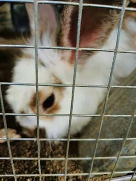 Rabbit in the cage iron Stock Photos