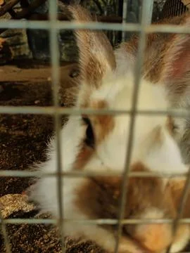 Rabbit in the cage iron Stock Photos
