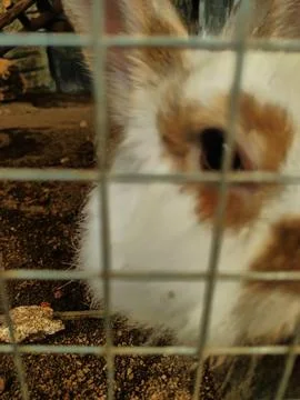 Rabbit in the cage iron Stock Photos