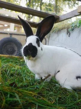 Rabbit cage Stock Photos