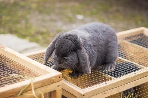 Rabbit in a Cage Stock Photos